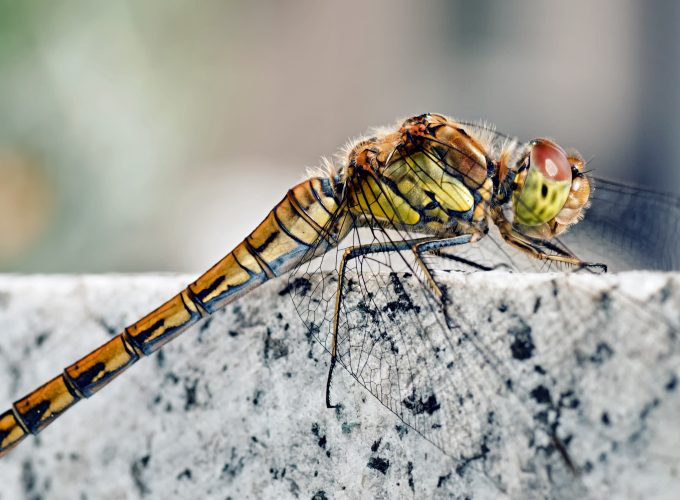 Wallpaper Dragonfly, macro insects photography, wings, nature, insects, Animals 699663269